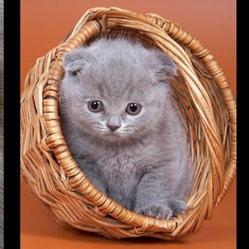 In -a -basket In -a -basket